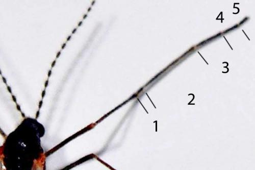 Réf. 277 523 : Cecidomyiinae inconnu